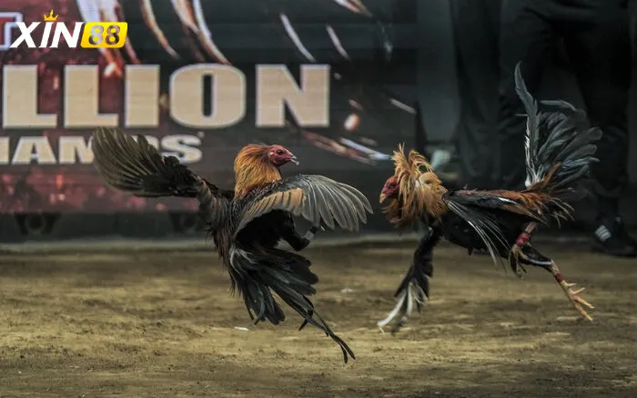 Đá gà trực tiếp C1 - Trải nghiệm cực chất cùng sân chơi đỉnh cao Cách đăng ký đá gà trực tiếp C1 tại các nhà cái uy tín như Xin88