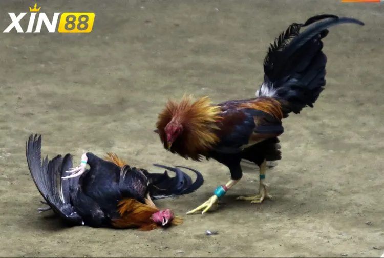 Đá gà cựa chốt - Cuộc chiến đỉnh cao thu hút hàng ngàn cược thủ Đá gà cựa chốt là gì và vì sao hấp dẫn đến vậy?