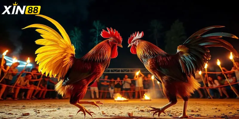 Đá gà trực tiếp c4 - Trải nghiệm đỉnh cao cùng sân chơi giải trí Đá gà - Hơn cả một trò chơi, là văn hóa và bản lĩnh