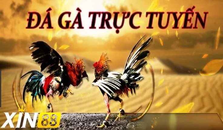 Đá gà trực tiếp campuchia - Sức hút mãnh liệt từ cá cược hàng đầu châu Á Khám phá thế giới đá gà trực tiếp campuchia - Tinh hoa từ truyền thống đến hiện đại