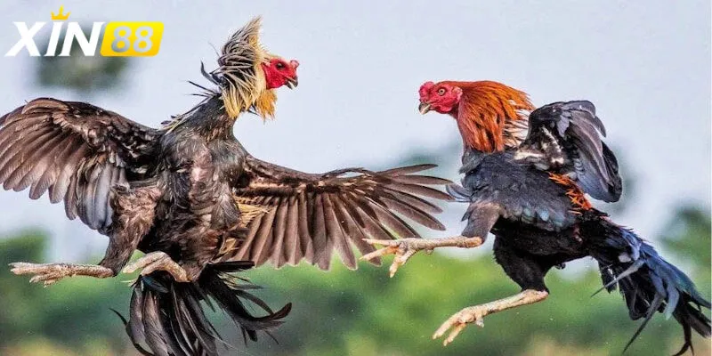 Đá gà cựa chém - Trận chiến đỉnh cao và nghệ thuật giải trí