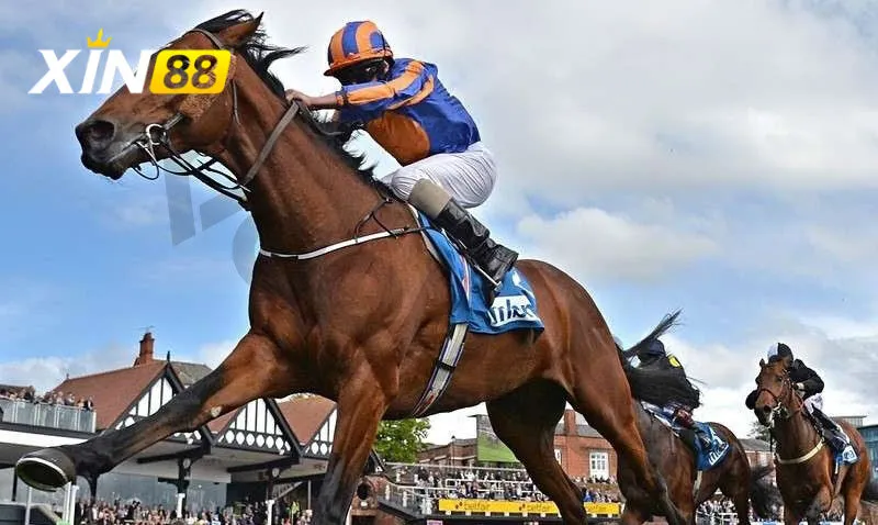 Lưu ý quan trọng để tránh rủi ro khi chơi đua ngựa online