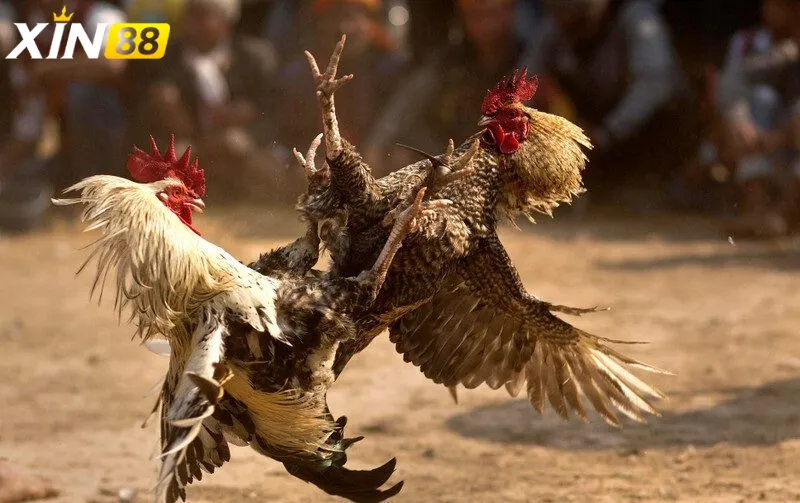 Đá gà trực tiếp c4 - Trải nghiệm đỉnh cao cùng sân chơi giải trí 