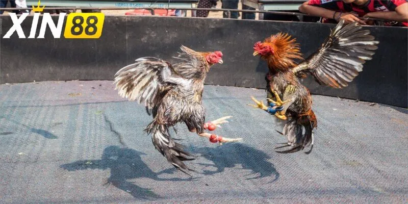 Những đặc điểm nổi bật trong các trận Đá Gà trực tiếp thomo