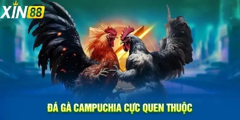 Đá gà trực tiếp campuchia - Sức hút mãnh liệt từ cá cược hàng đầu châu Á