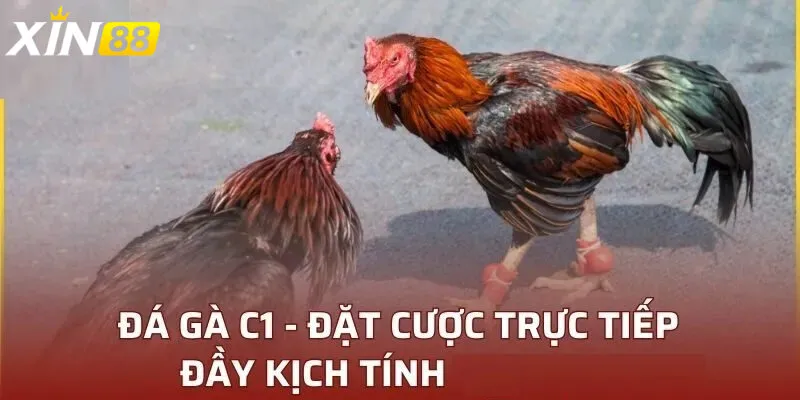 Đá gà trực tiếp c1 - Thế giới đỉnh cao giải trí của dân cược Việt