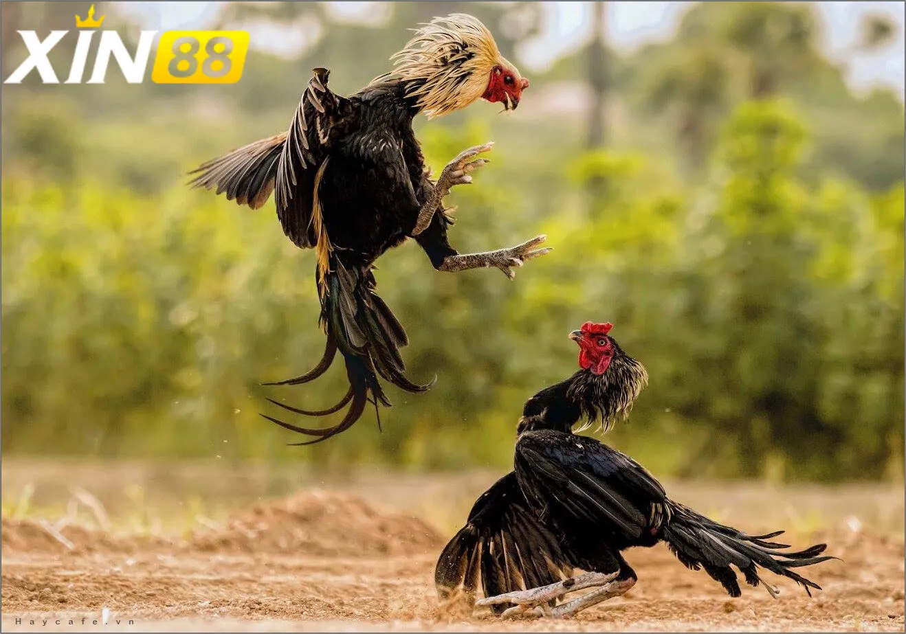 Đá gà cựa bò - Sự bùng nổ của trong giới cá cược trực tuyến Tham gia đá gà cựa bò trực tuyến tại Xin88 – Trải nghiệm đỉnh cao