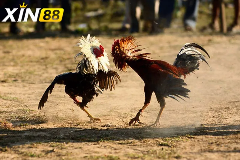 Đá gà cựa bò - Sự bùng nổ của trong giới cá cược trực tuyến