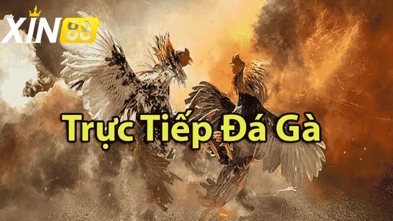 Đá gà trực tiếp hôm nay - Những Trận Cầu Đỉnh Cao Không Thể Bỏ Lỡ Ưu điểm khi xem đá gà trực tiếp hôm nay qua Xin88