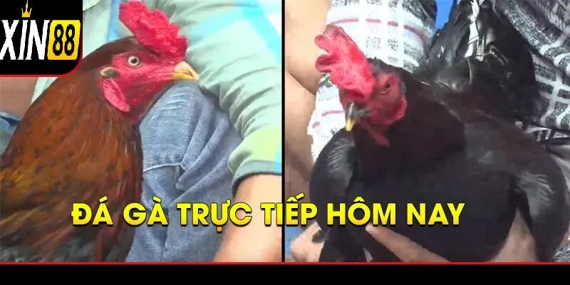 Đá gà trực tiếp hôm nay - Những Trận Cầu Đỉnh Cao Không Thể Bỏ Lỡ Vì sao đá gà trực tiếp hôm nay lại trở thành tâm điểm?