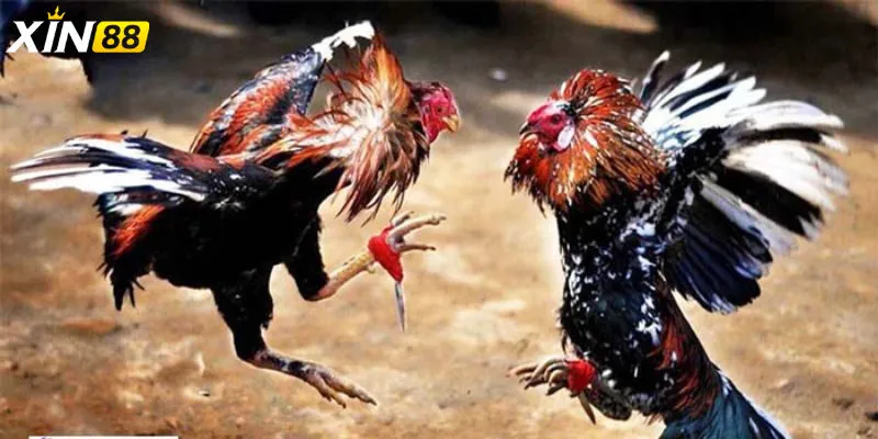 Đá gà trực tiếp c4 - Trải nghiệm đỉnh cao cùng sân chơi giải trí Vì sao đá gà trực tiếp c4 lại trở thành xu hướng?