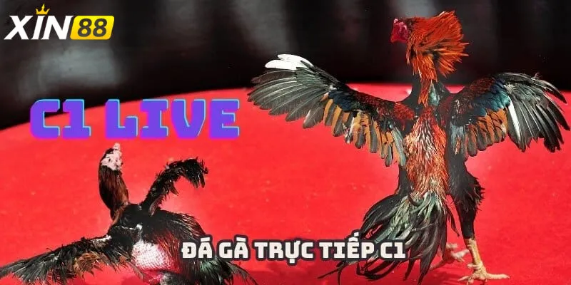 Vì sao nên chọn Xin88 để xem và cược đá gà trực tiếp c1?
