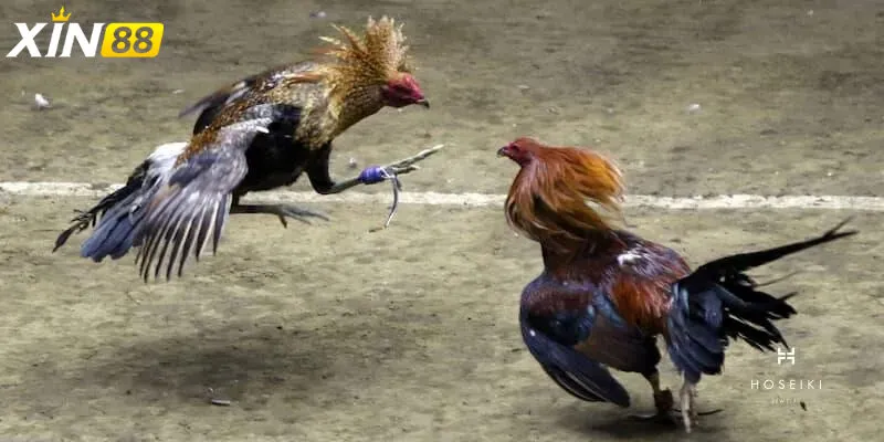 Đá gà cựa chốt - Cuộc chiến đỉnh cao thu hút hàng ngàn cược thủ Xu hướng đá gà cựa chốt tại Việt Nam và thế giới